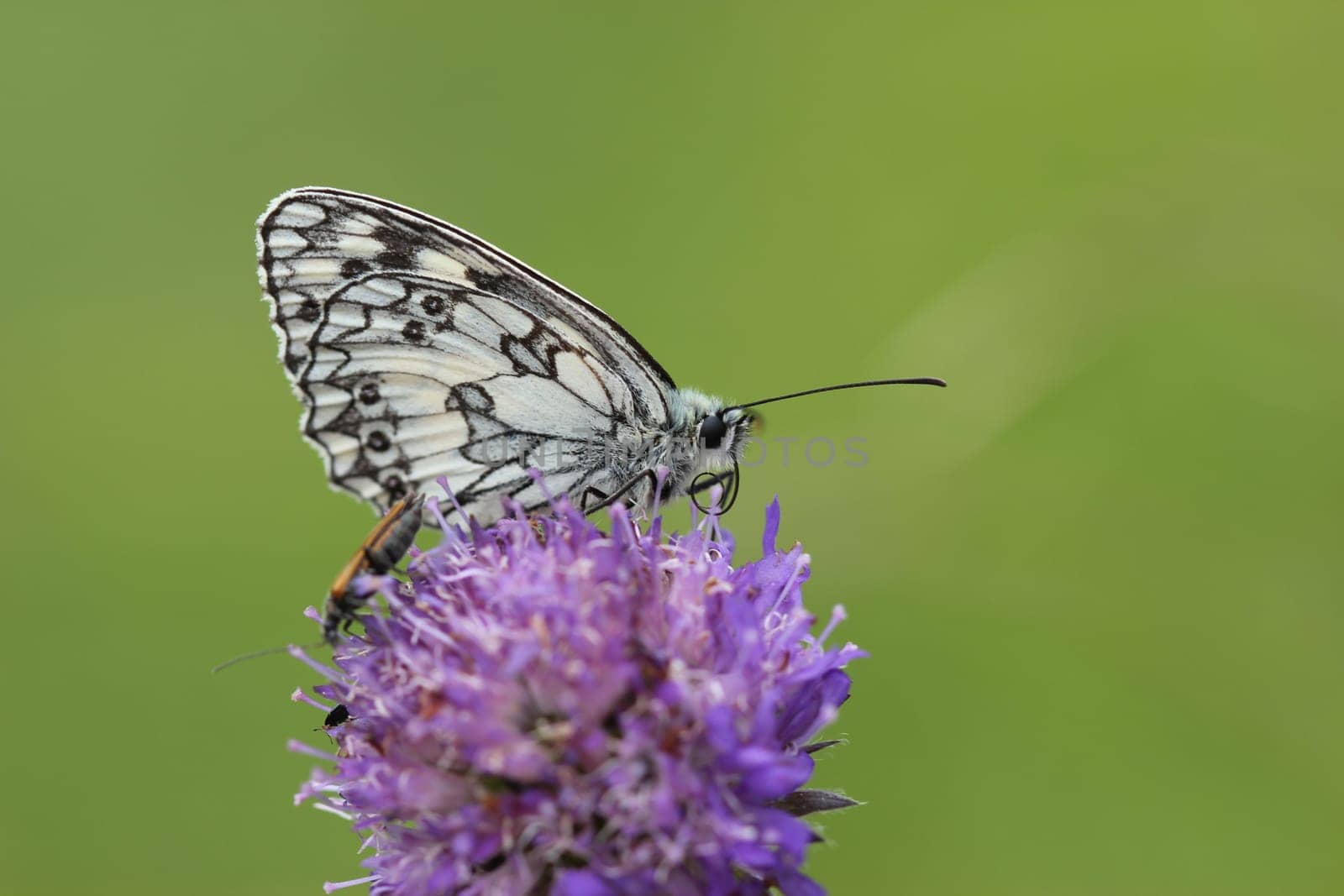 Checkerboard butterfly on widow's flower