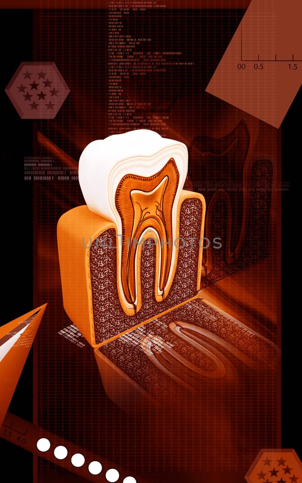 Digital illustration of teeth cross section in colour background