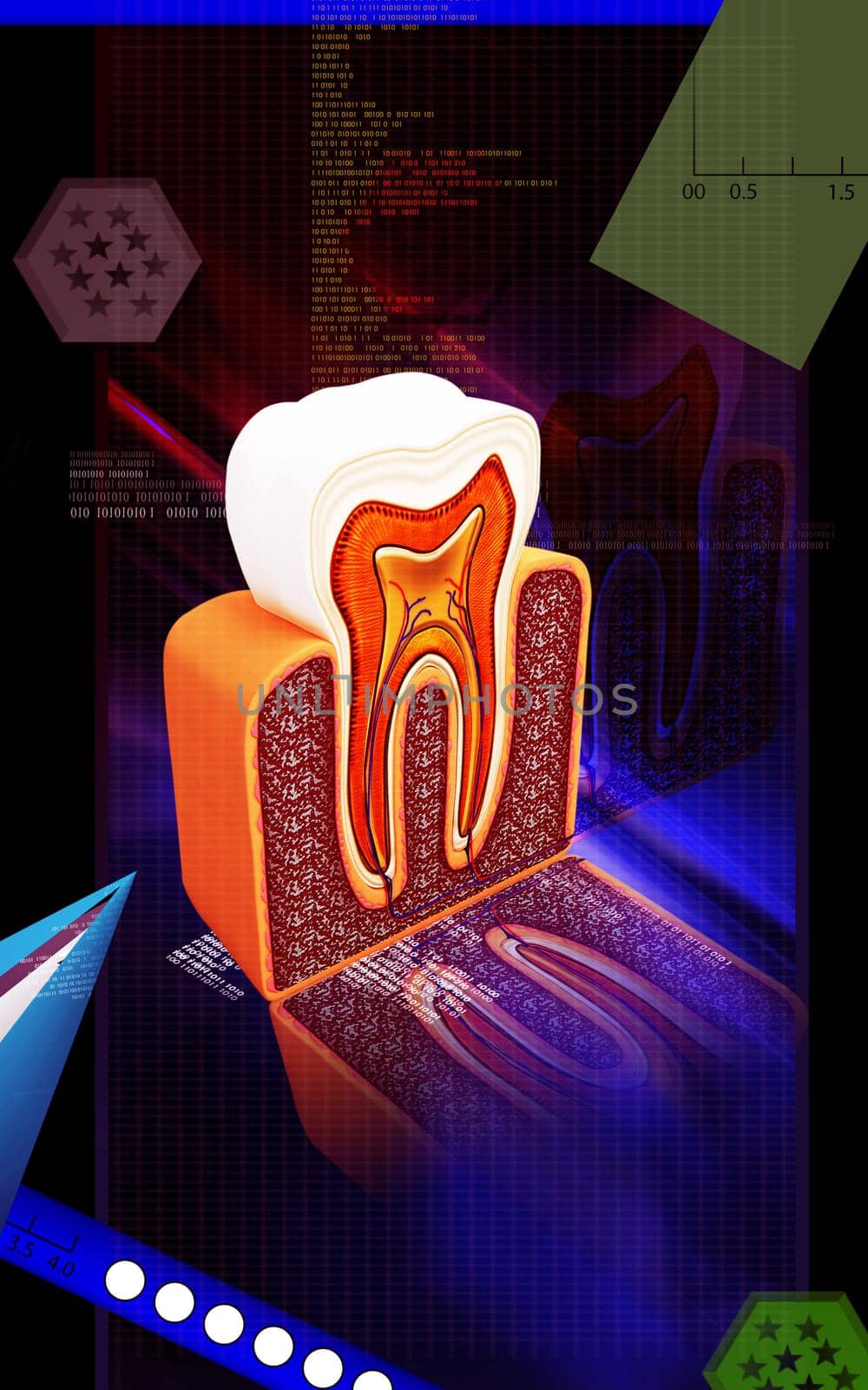 Digital illustration of teeth cross section in colour background