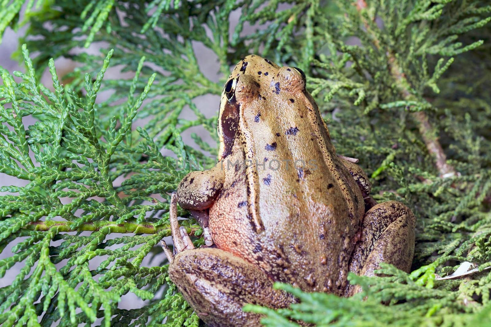 Pacific Tree Frog Closeup Macro on Arbor Vitae Tree Branch 2