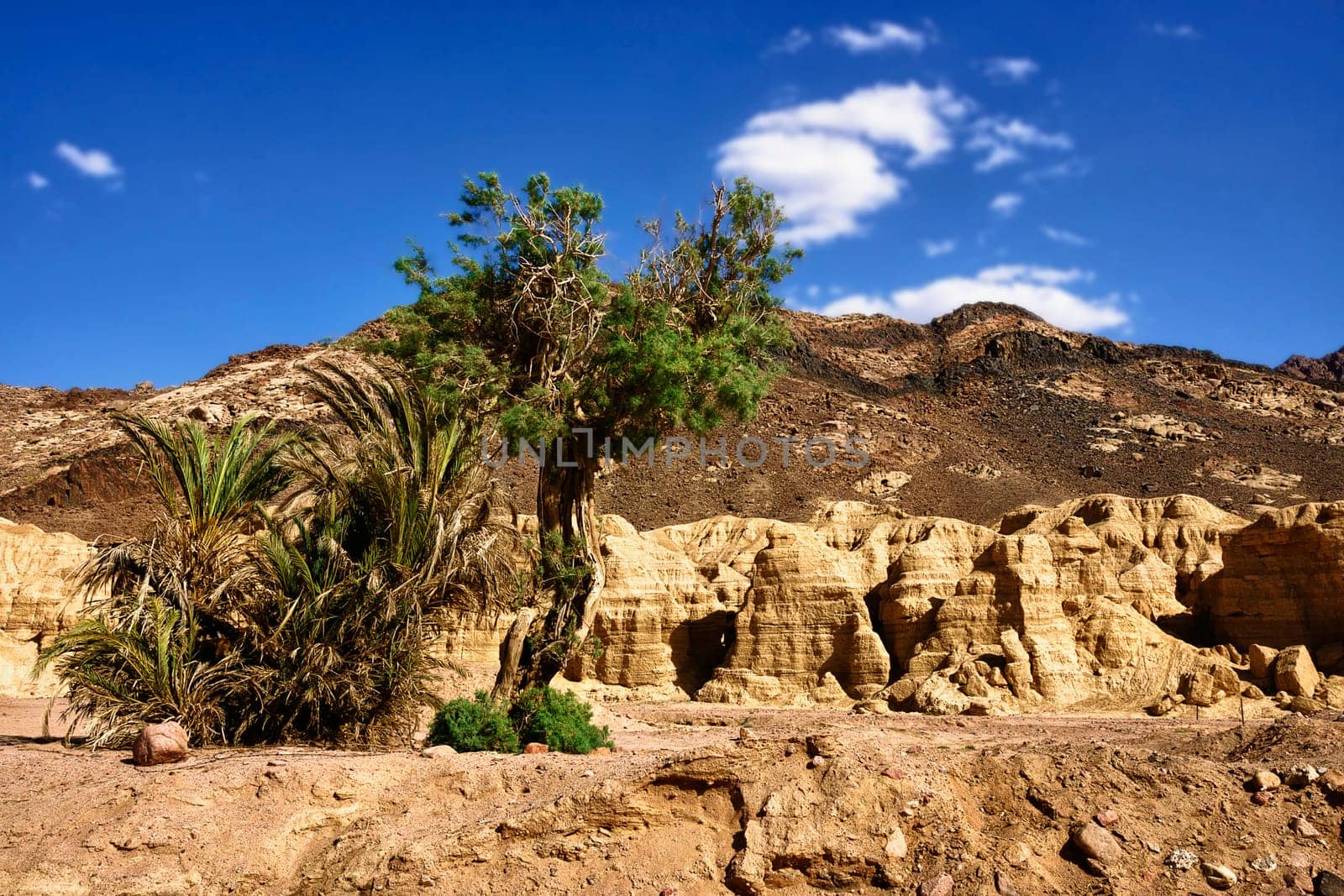 Desert landscape with blackthorn acacia
