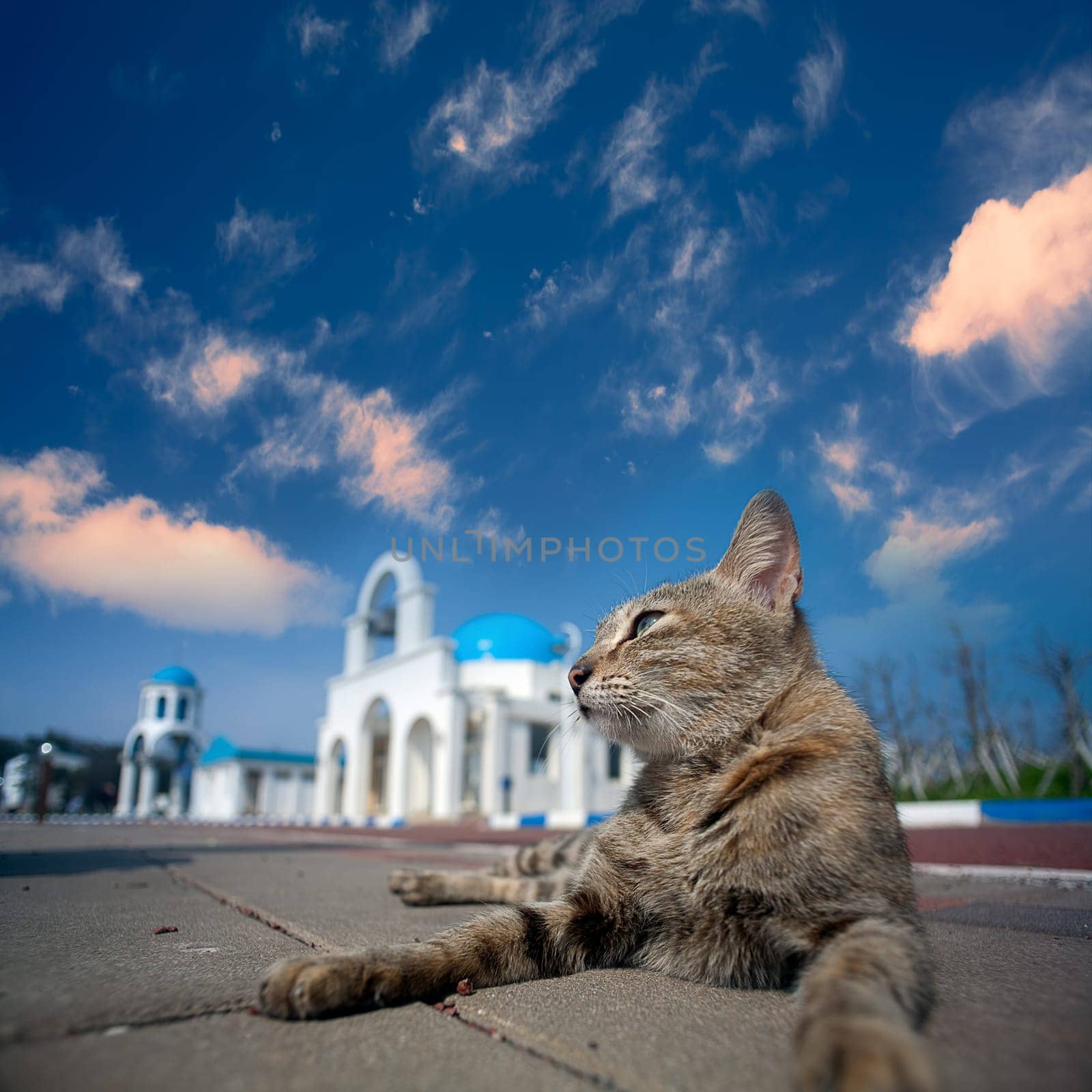 Greek Architecture with bule sky with a cat behind it