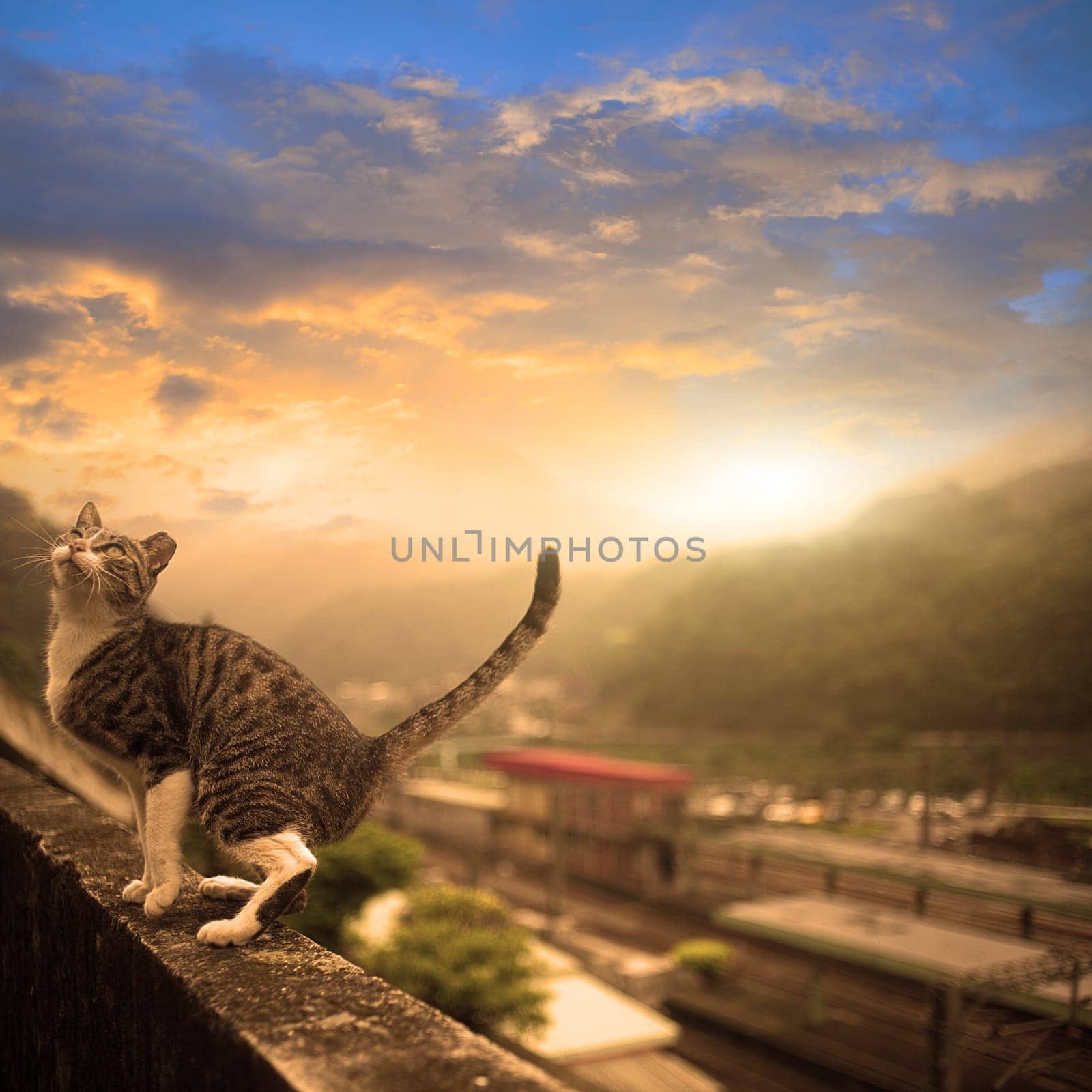 Taiwan's Hou tunnel in my mind is a good place, in-depth Houtong station, I would like to cat friends will love this place