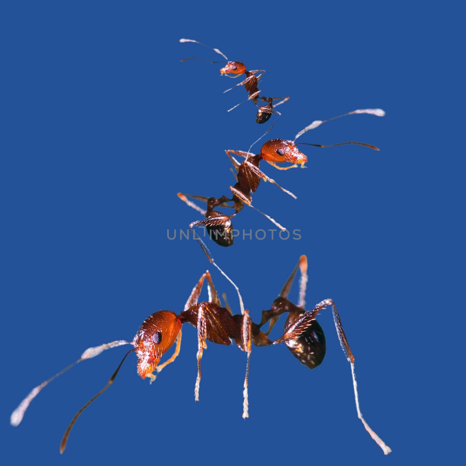 team work, ants constructing bridge for adv or others purpose use