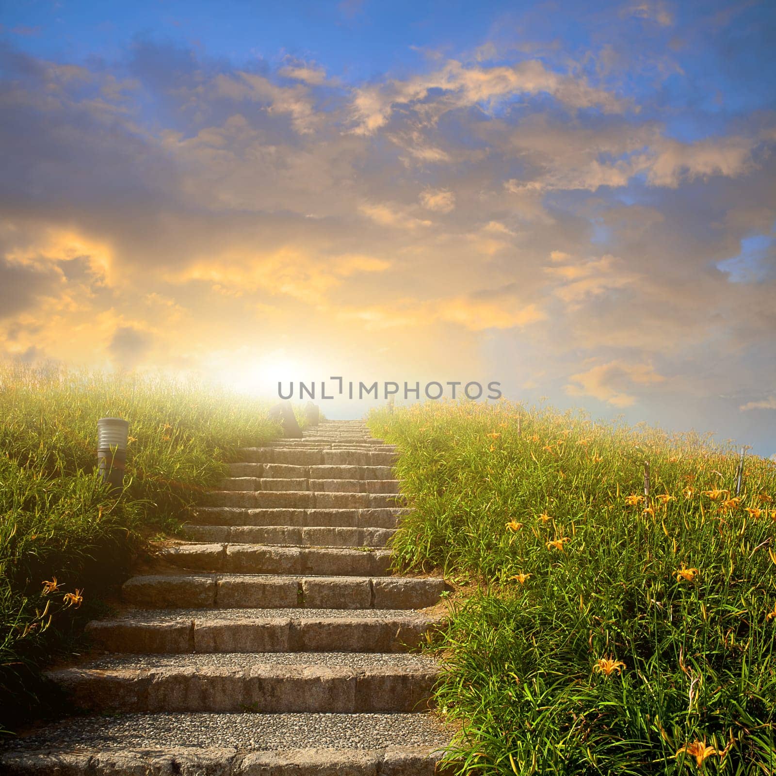 Mountain flower meadow with Ladder in background