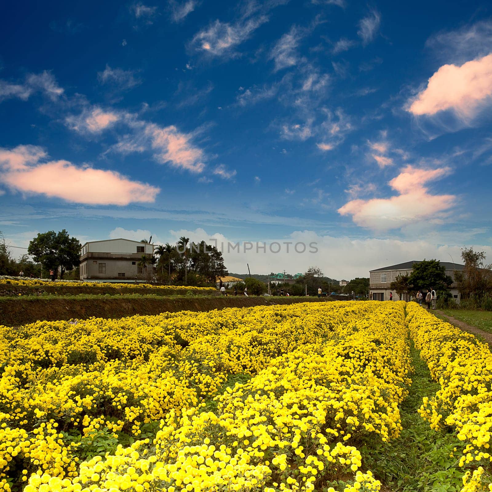 Chrysanthemum Flowers with nice sky