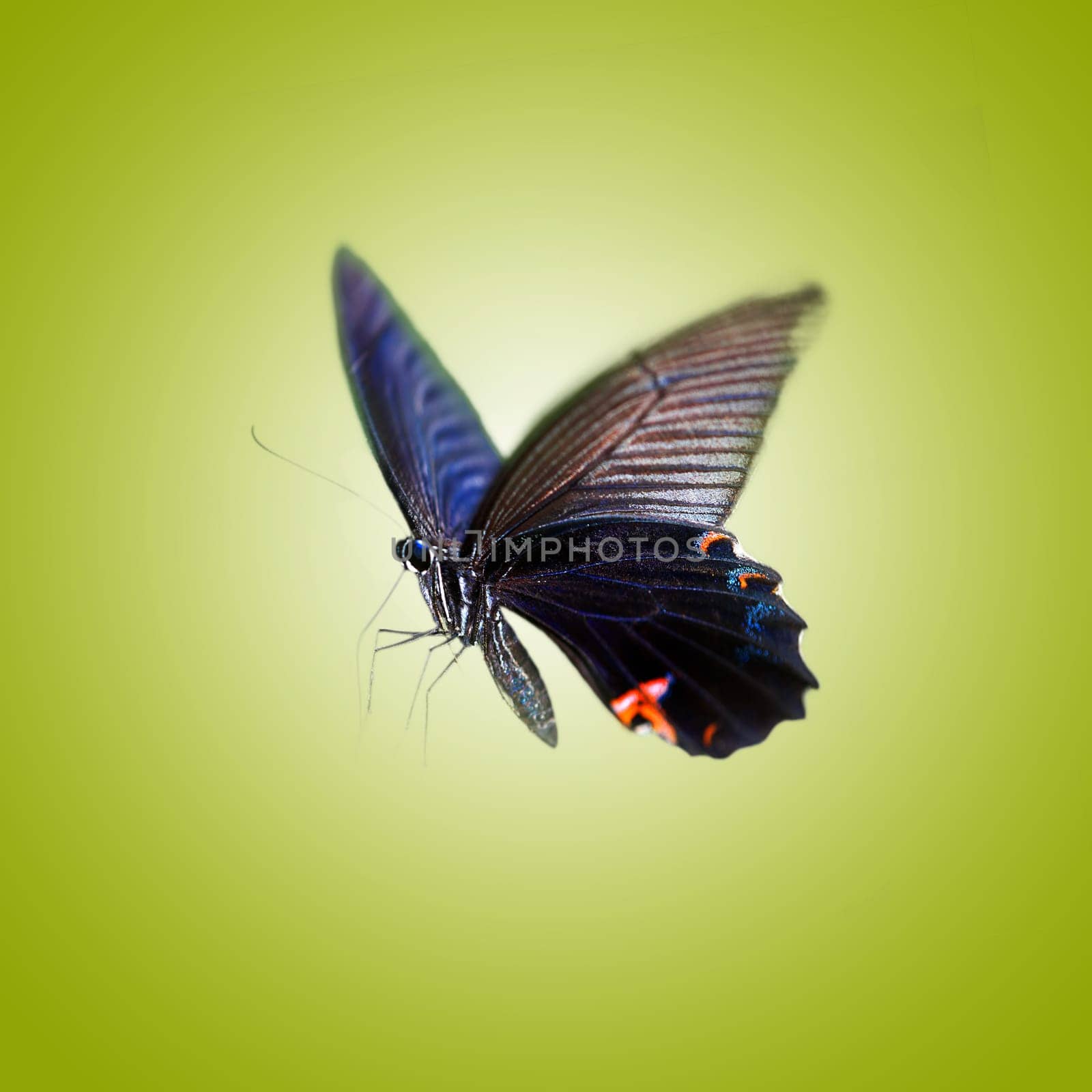 Butterfly with isolated background for adv or others purpose use
