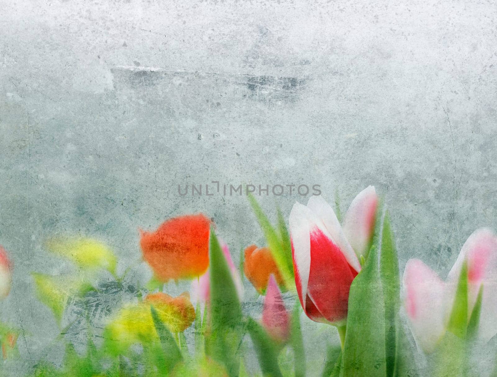 Tulips and spring flowers brightly exposed with collaged texture