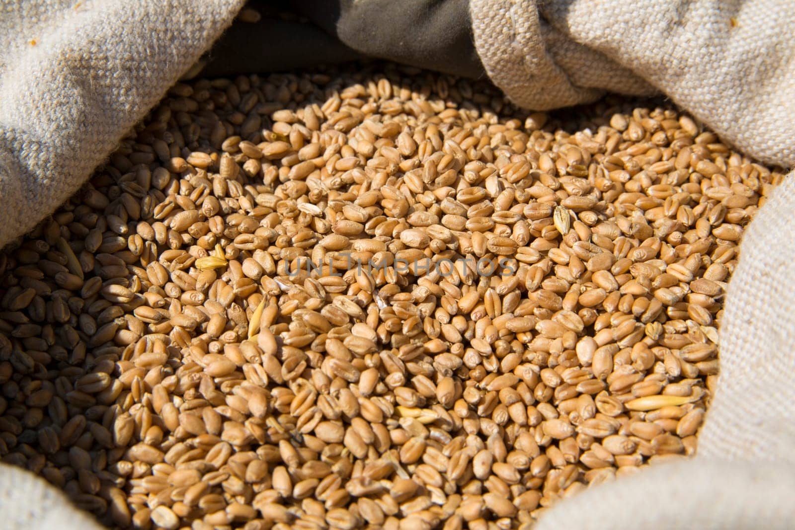 Seeds collected from fields and ready for transportation