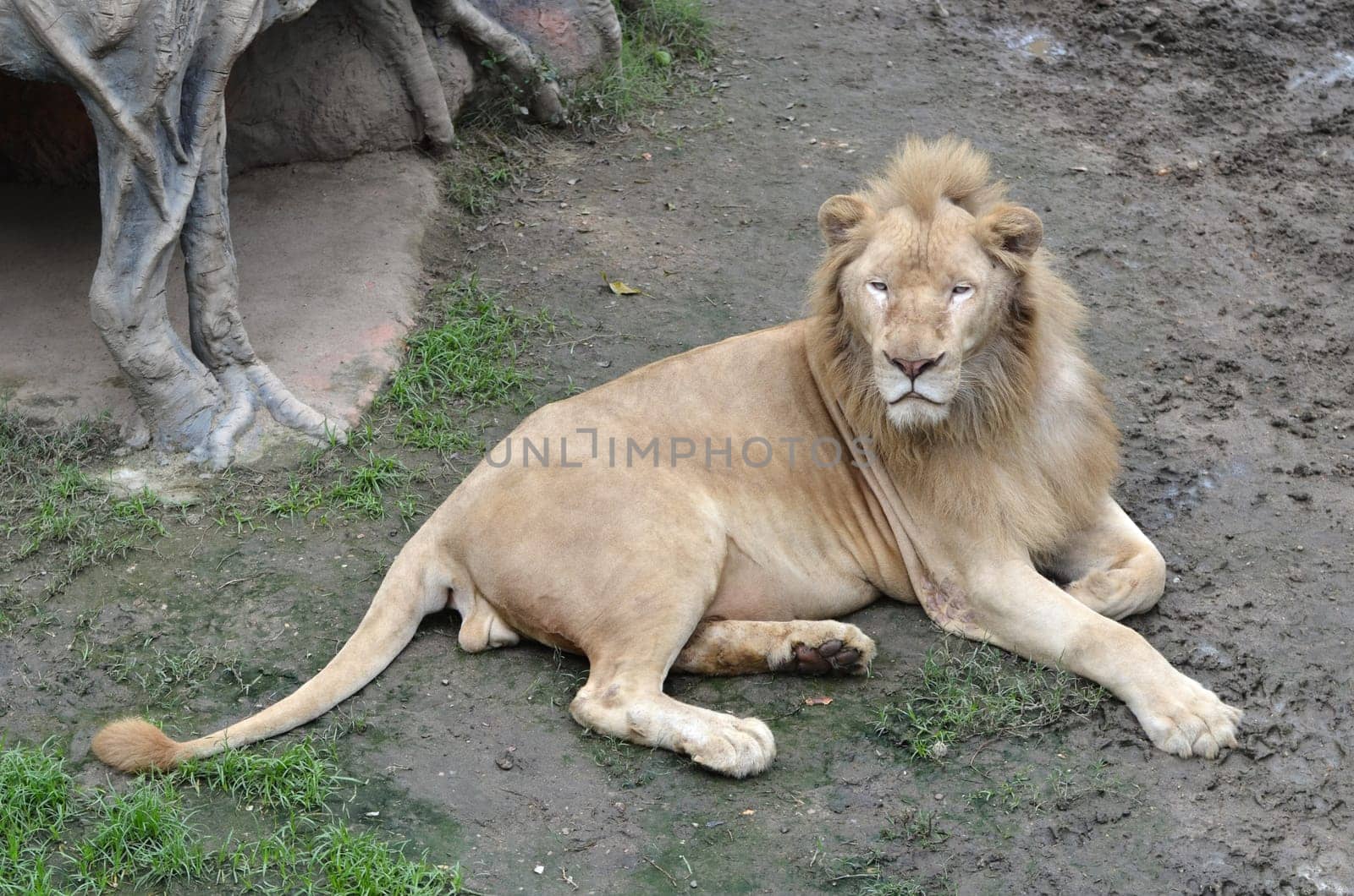 male white lion in chiang mai night safari thailand