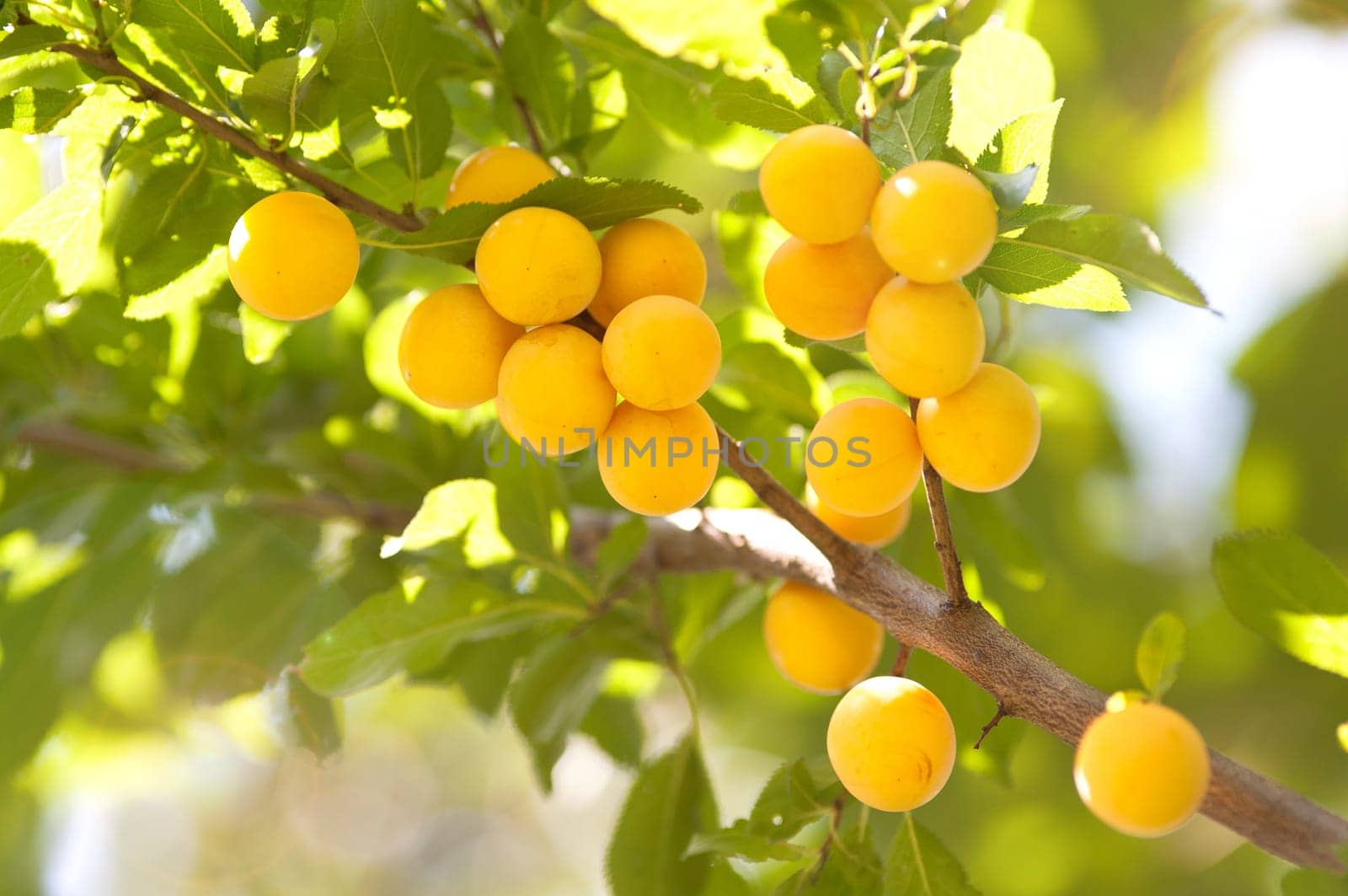 ripe mirabelle plums on the tree