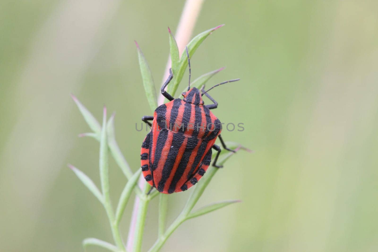 Striped bug