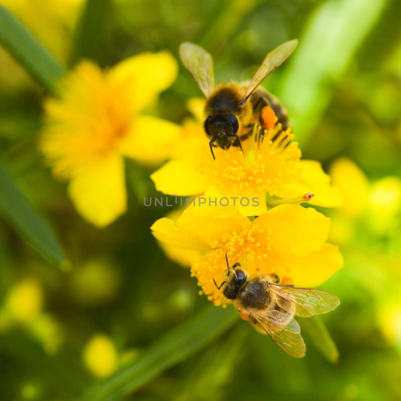 Yellow flowers and buds from Hypericum densiflorum with honeybees gathering pollen in summer