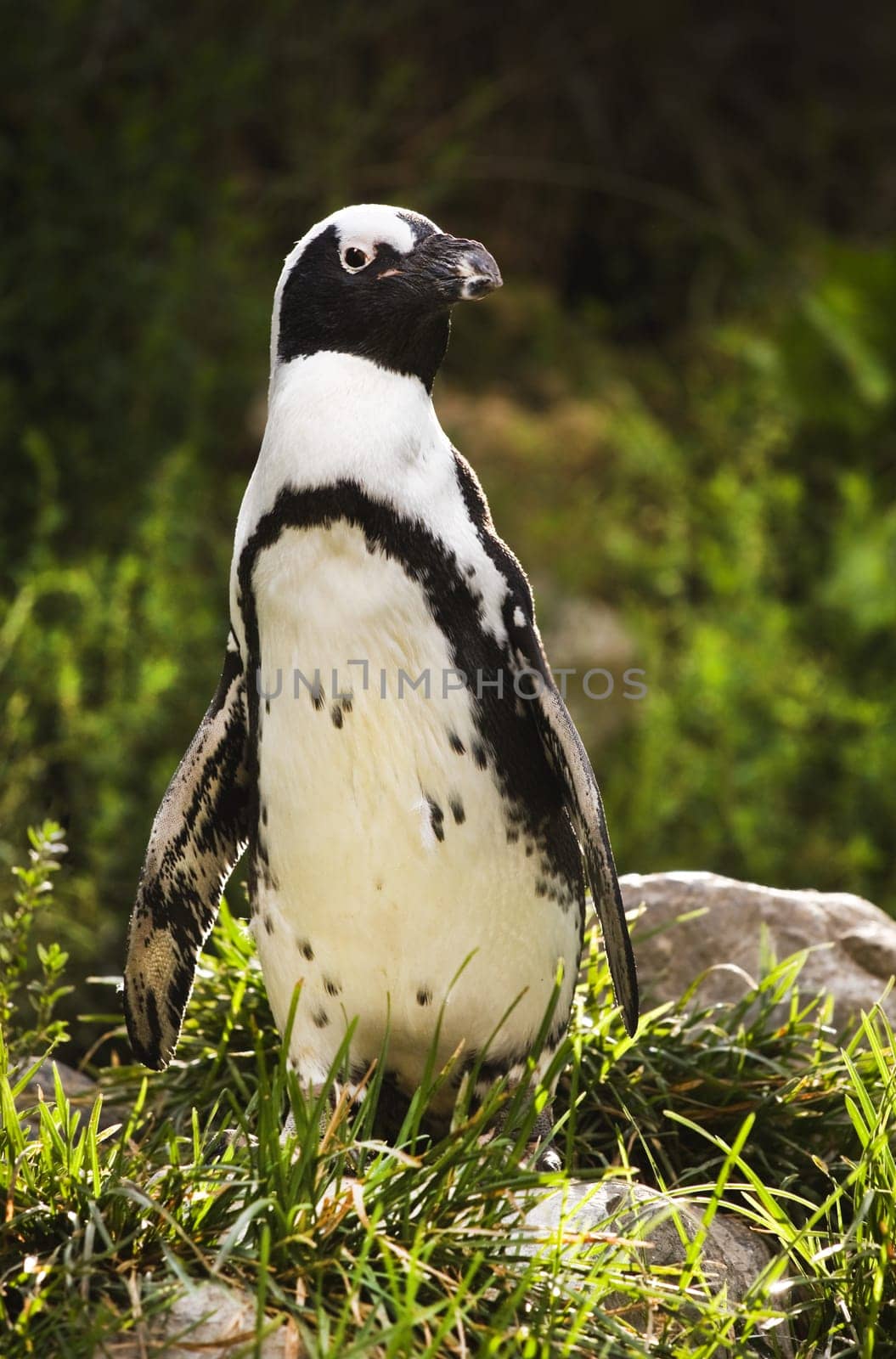 African- or Black-footed penquin standing in early morning sun