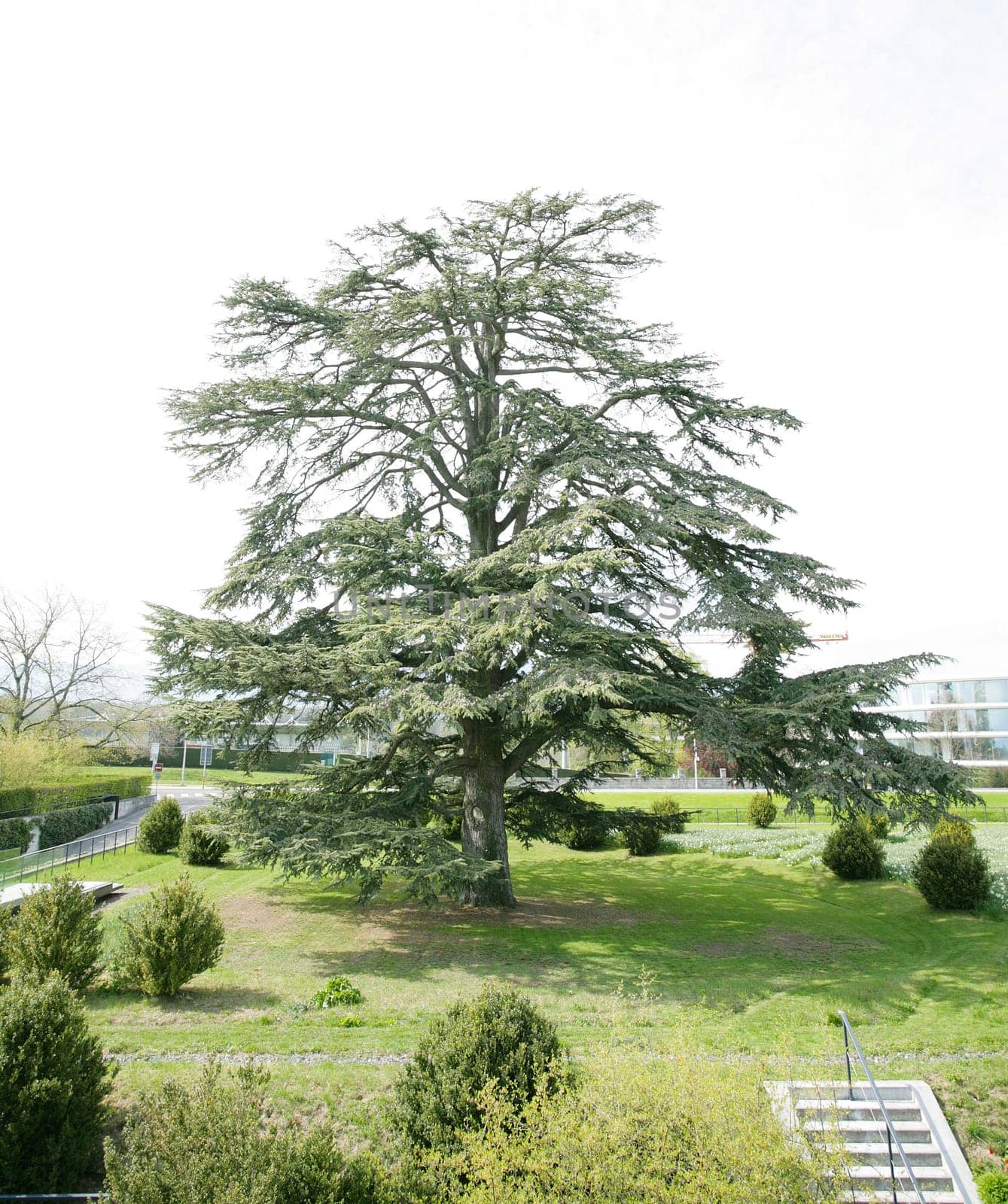 A big cedar tree in park on spring