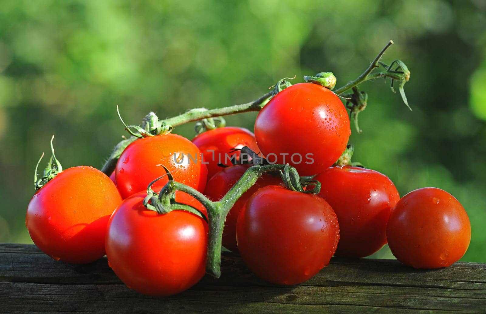 Tomatoes