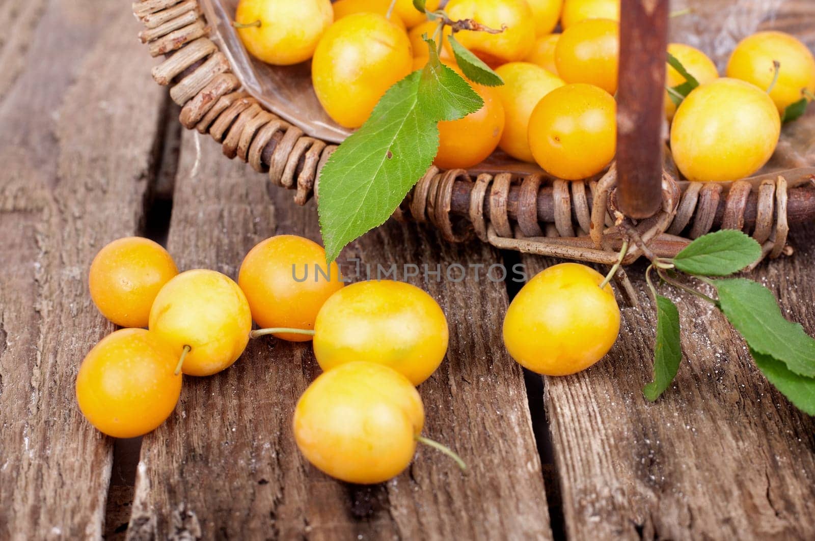 freshly harvested mirabelle plums in a basket