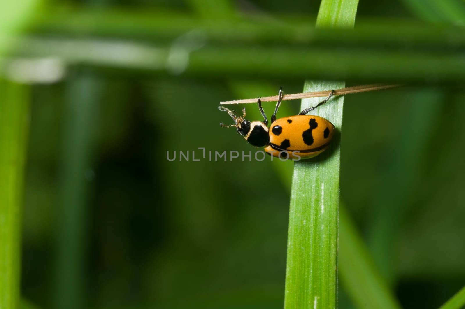 Single ladybug on a blade of grass against green blurred background