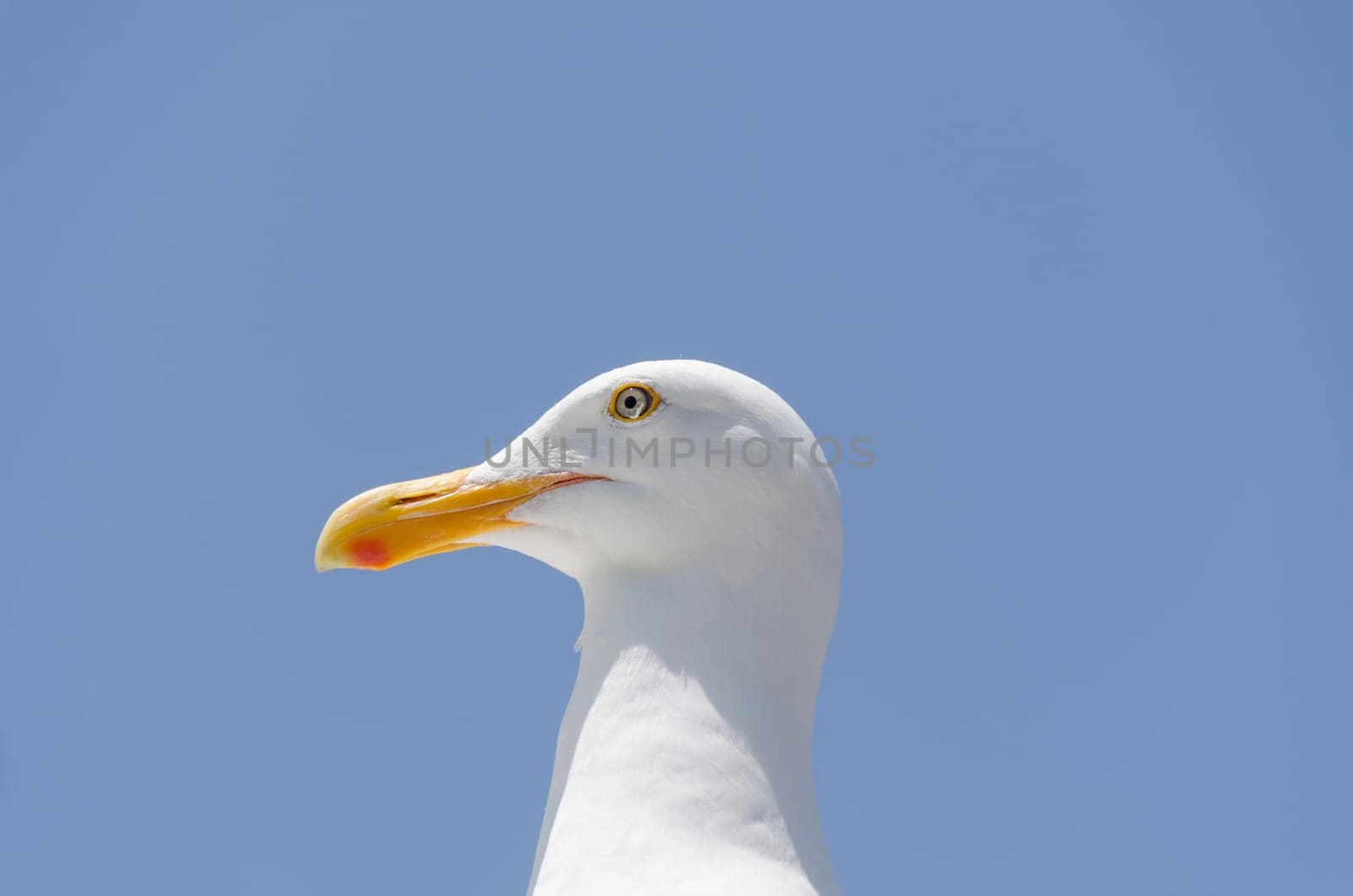 closeup of a seagull in San Francisco, California in United States of America