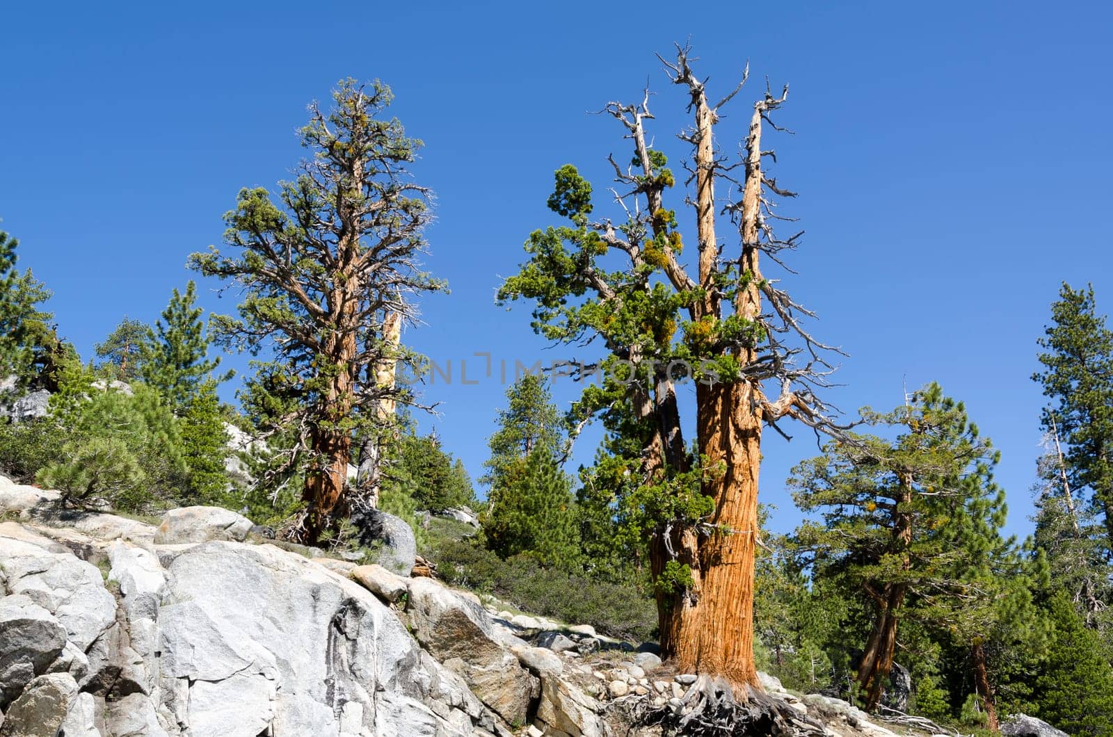 tree on the rocks in Yosemite National Park in California in the United States of America