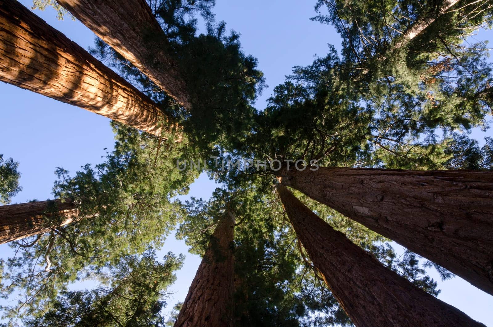 redwoods in Sequoia National Park in California in the United States of America