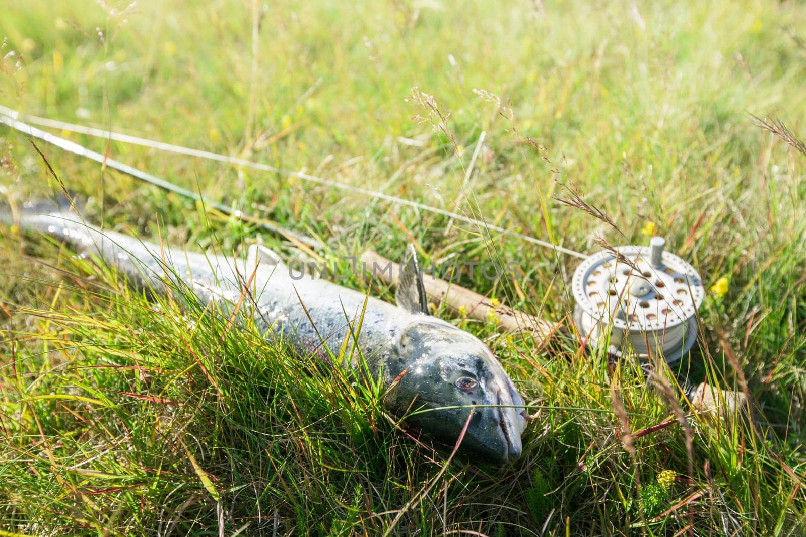 Large atlantic salmon on the river bank - selective focus