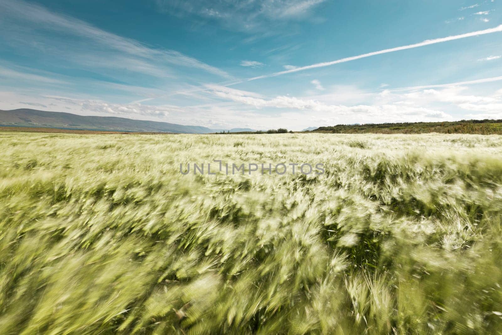 Landscape of a beautiful wheatfield blowing in the summer wind - motion blurred
