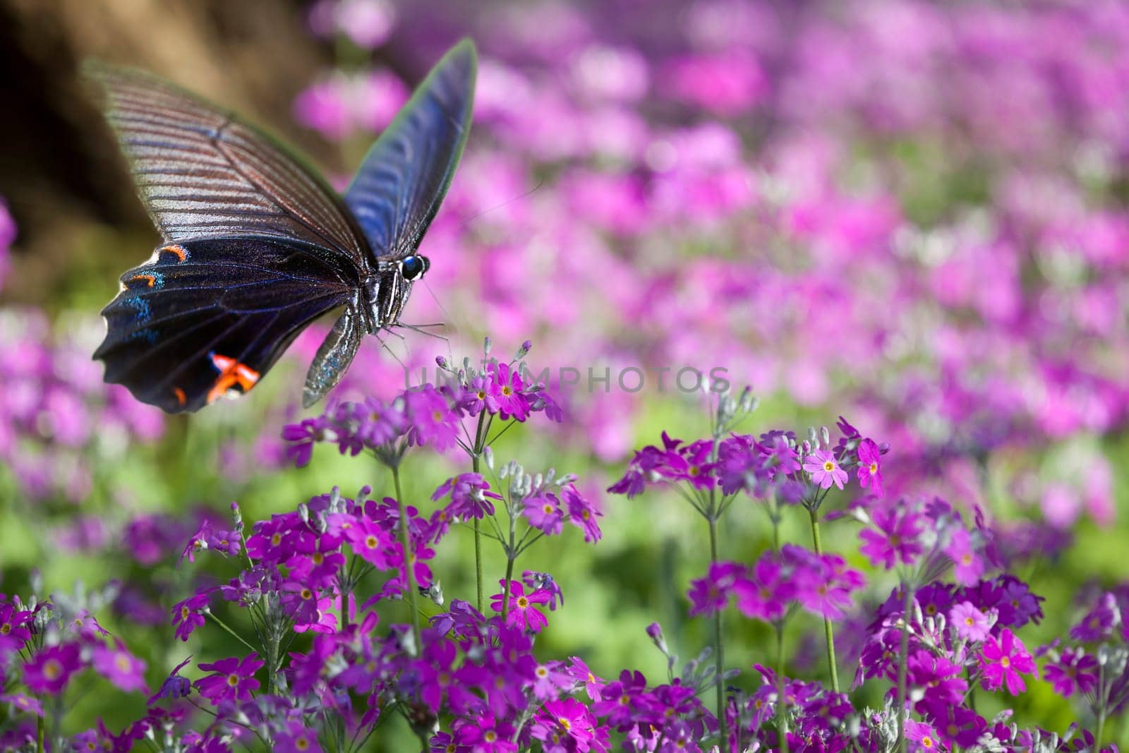 Butterfly on nice flower for adv or other purpose use