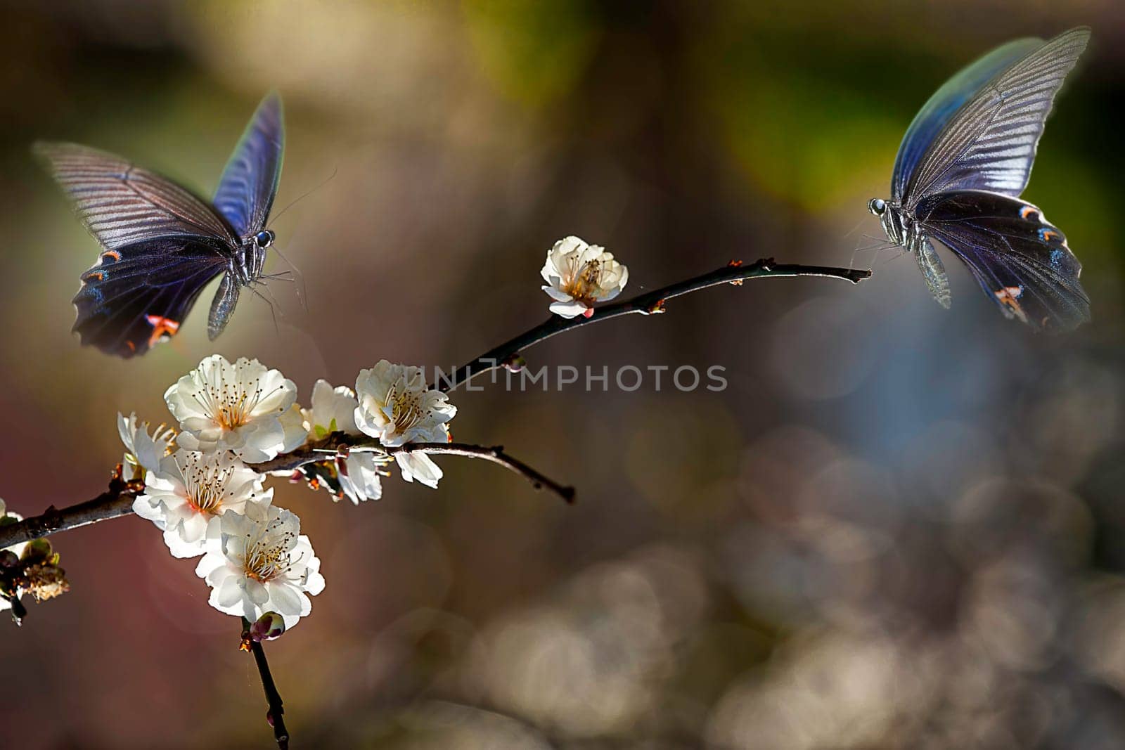 Butterfly on nice flower for adv or other purpose use