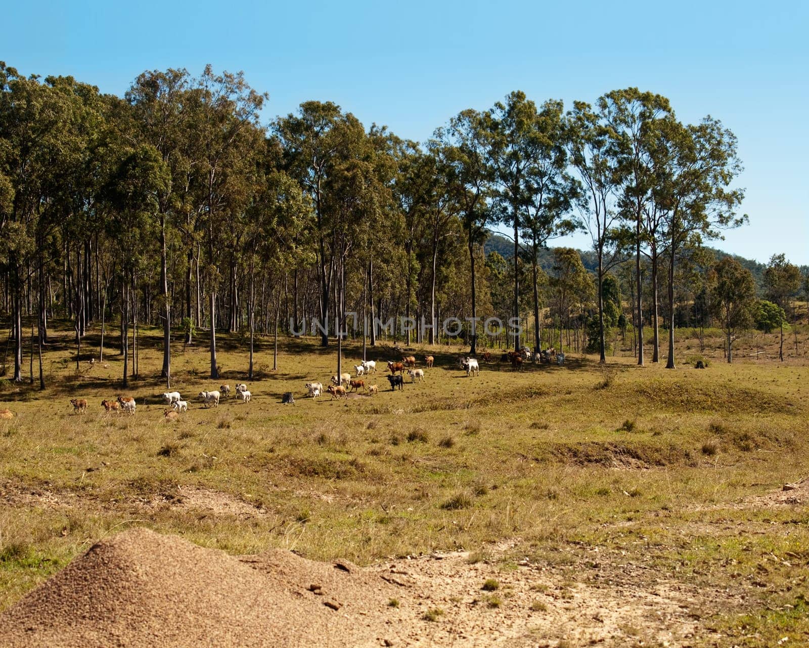 Herd of Australian beef cattle grazing on winter pasture with gum tree background