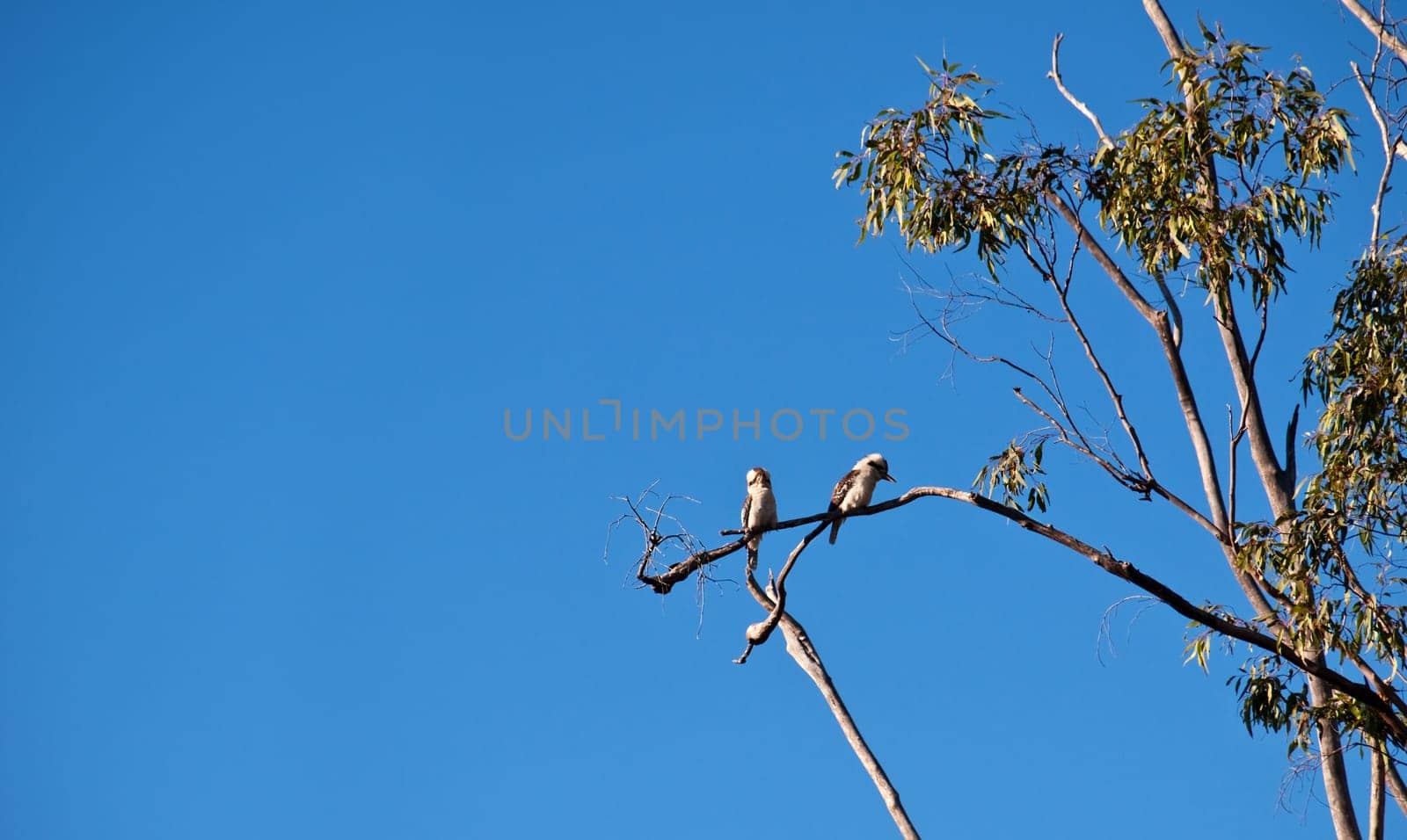 Australian kookaburra birds in a gum tree with blue sky copyspace