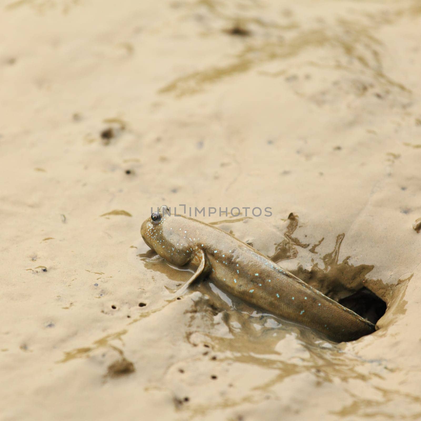 mudskipper