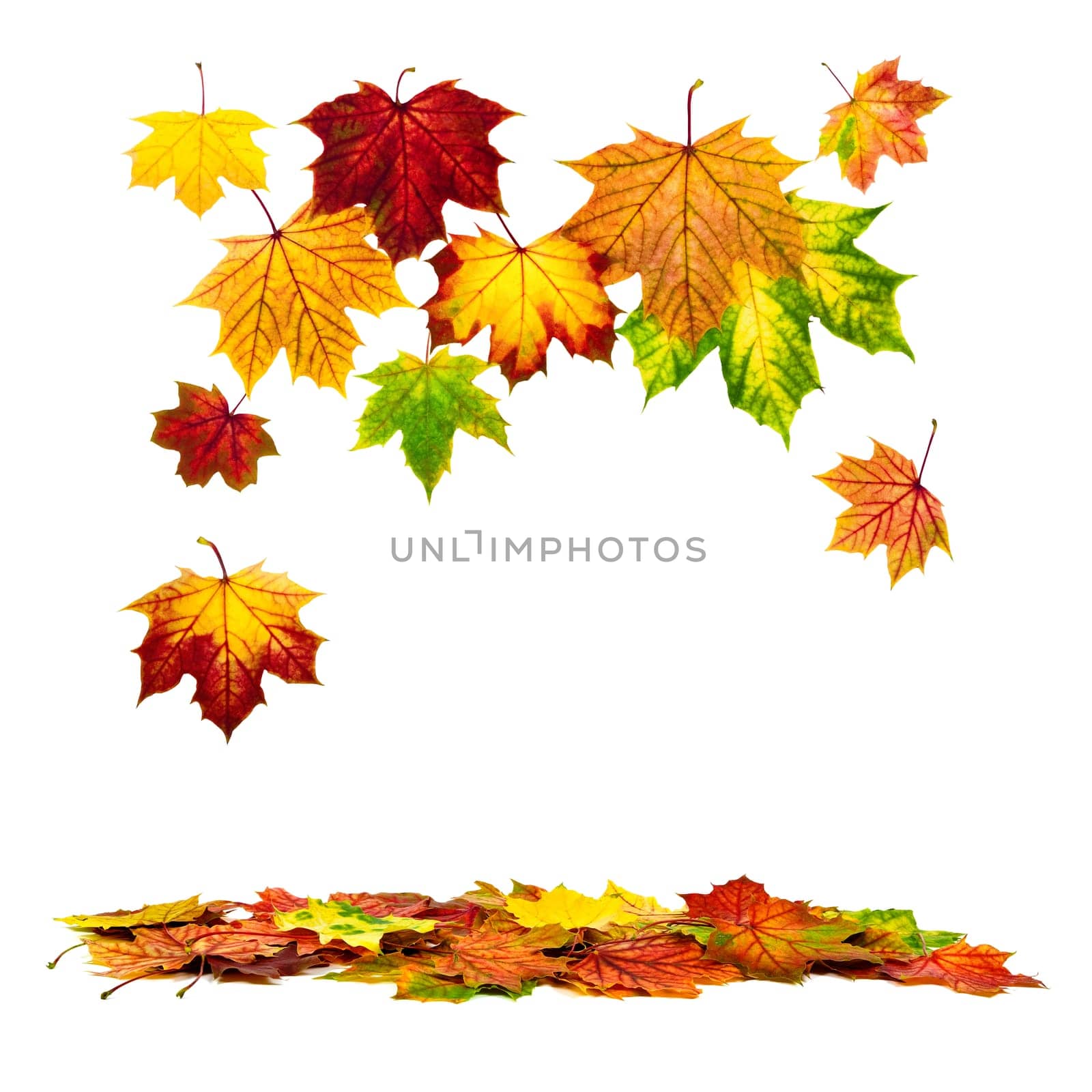 Studio shot of falling colorful autumn leaves with white space