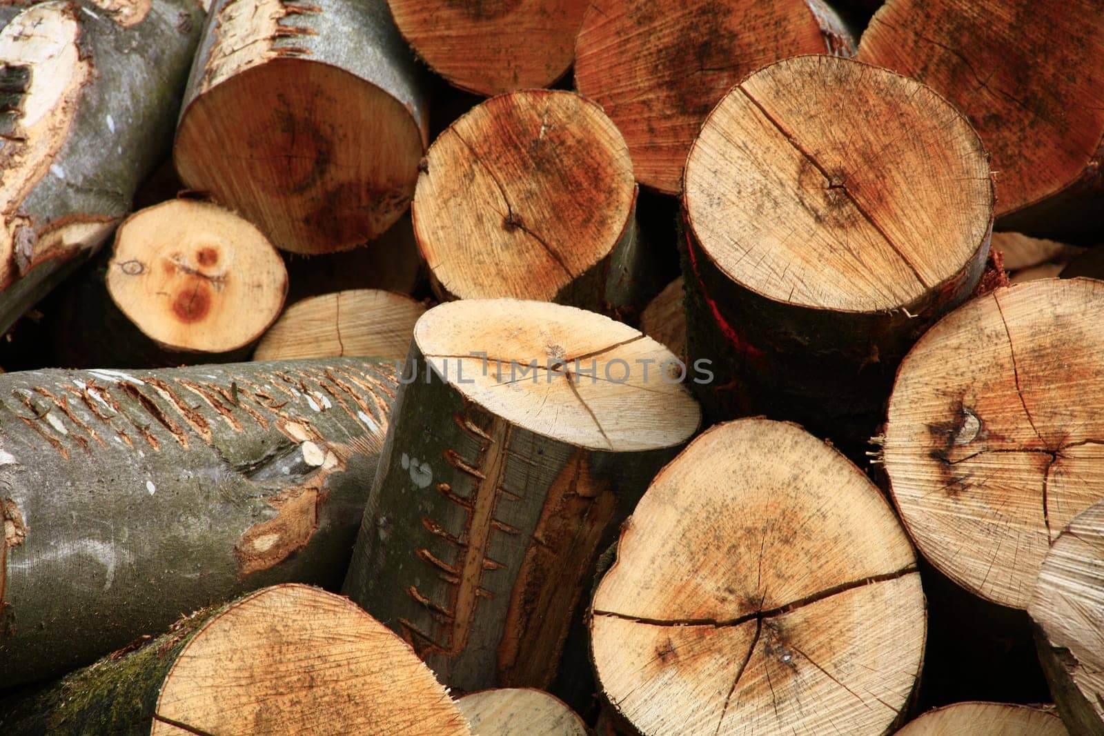 Firewood,sawn logs stacked outdoors to dry