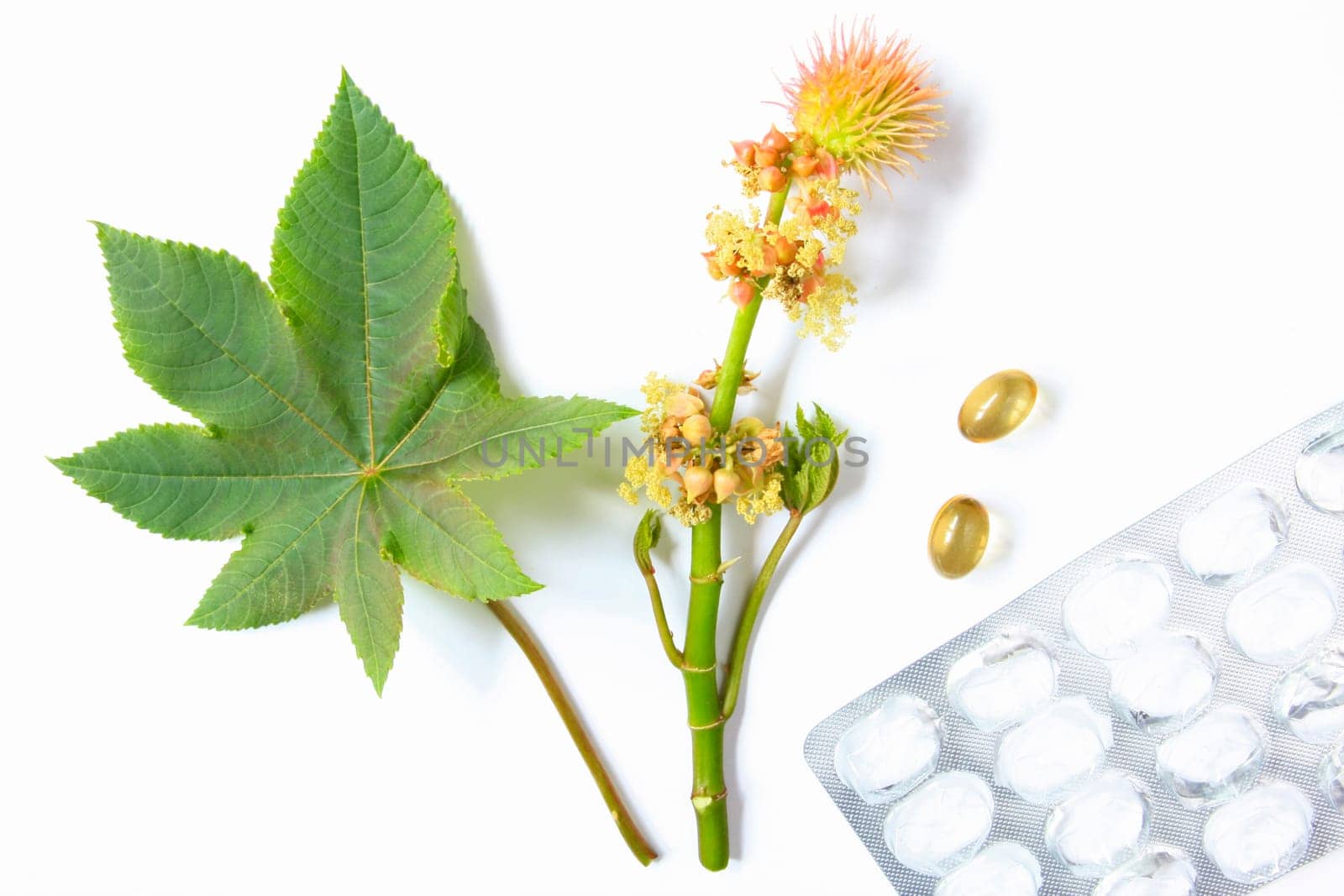 Castor plant leaf and flower - Castor Communis - isolated against white background with two castor oil capsules and empty blister pack