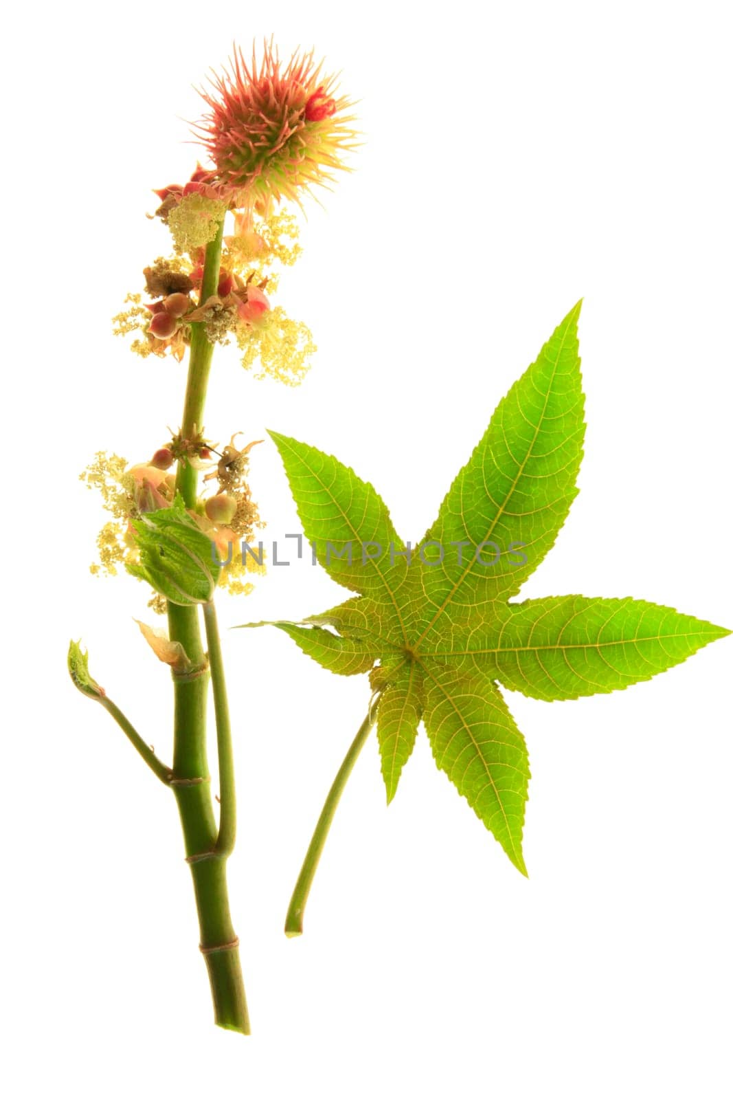 Leaf and flower of castor plant - Ricinus communis - isolated against white background