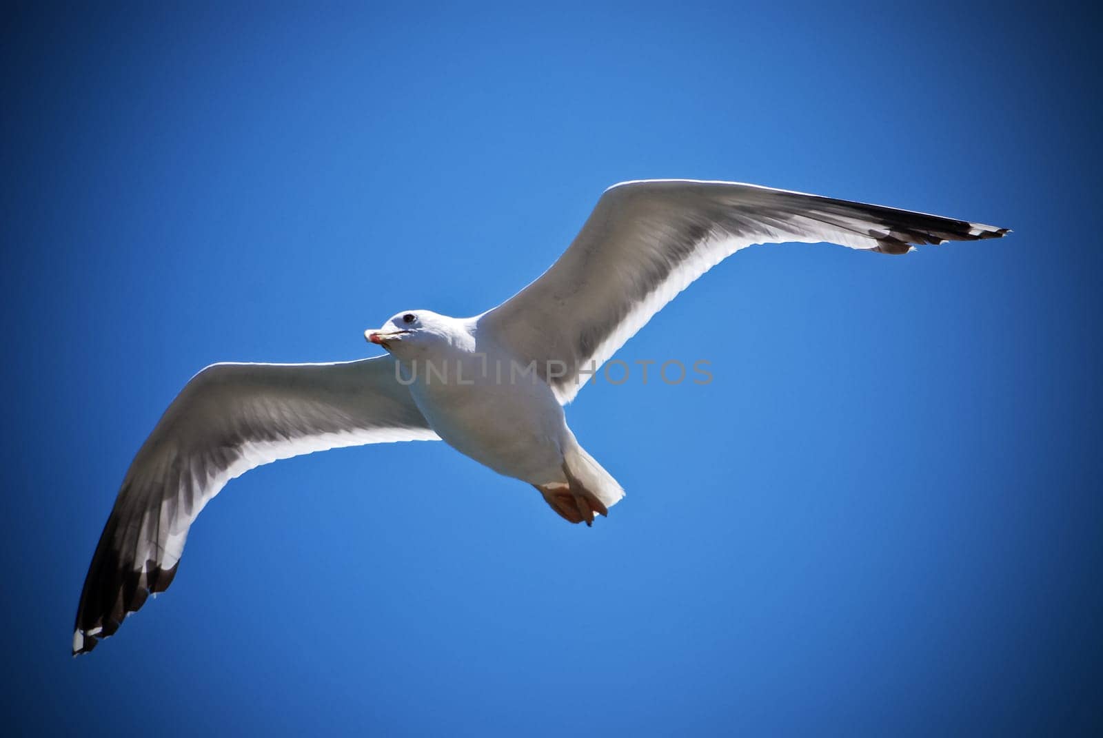 Seagull Flight