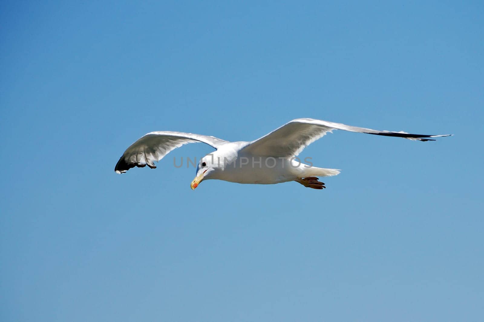 Seagull Flight