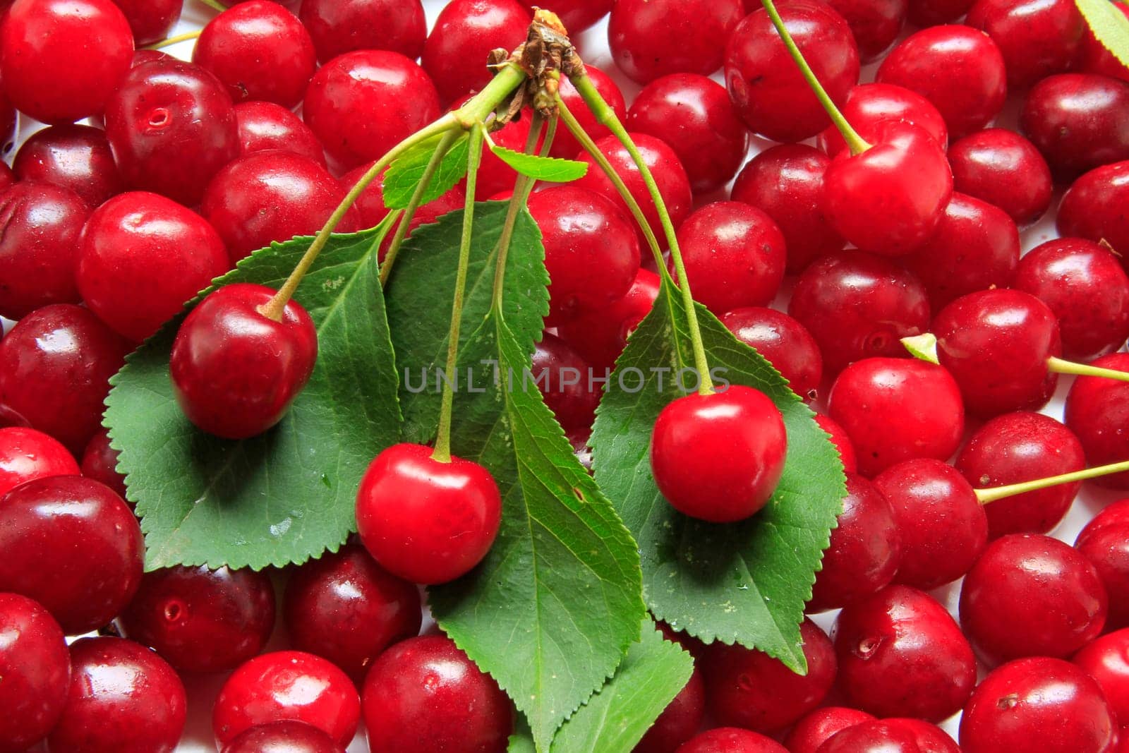 freshly picked sour cherries