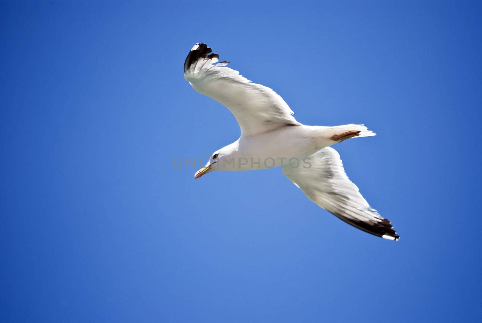 Seagull Flight