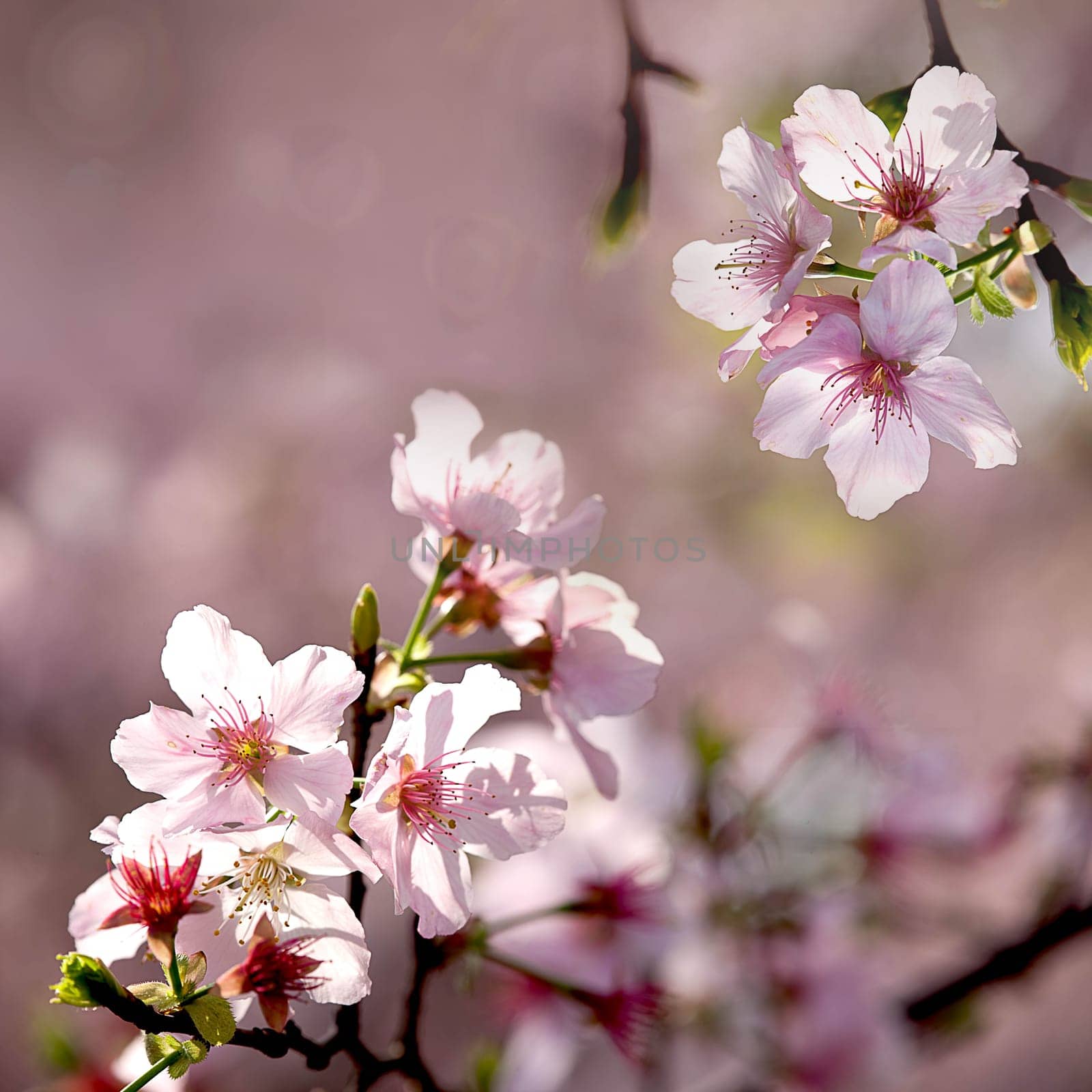 Pink sakura flower for adv or other purpose use