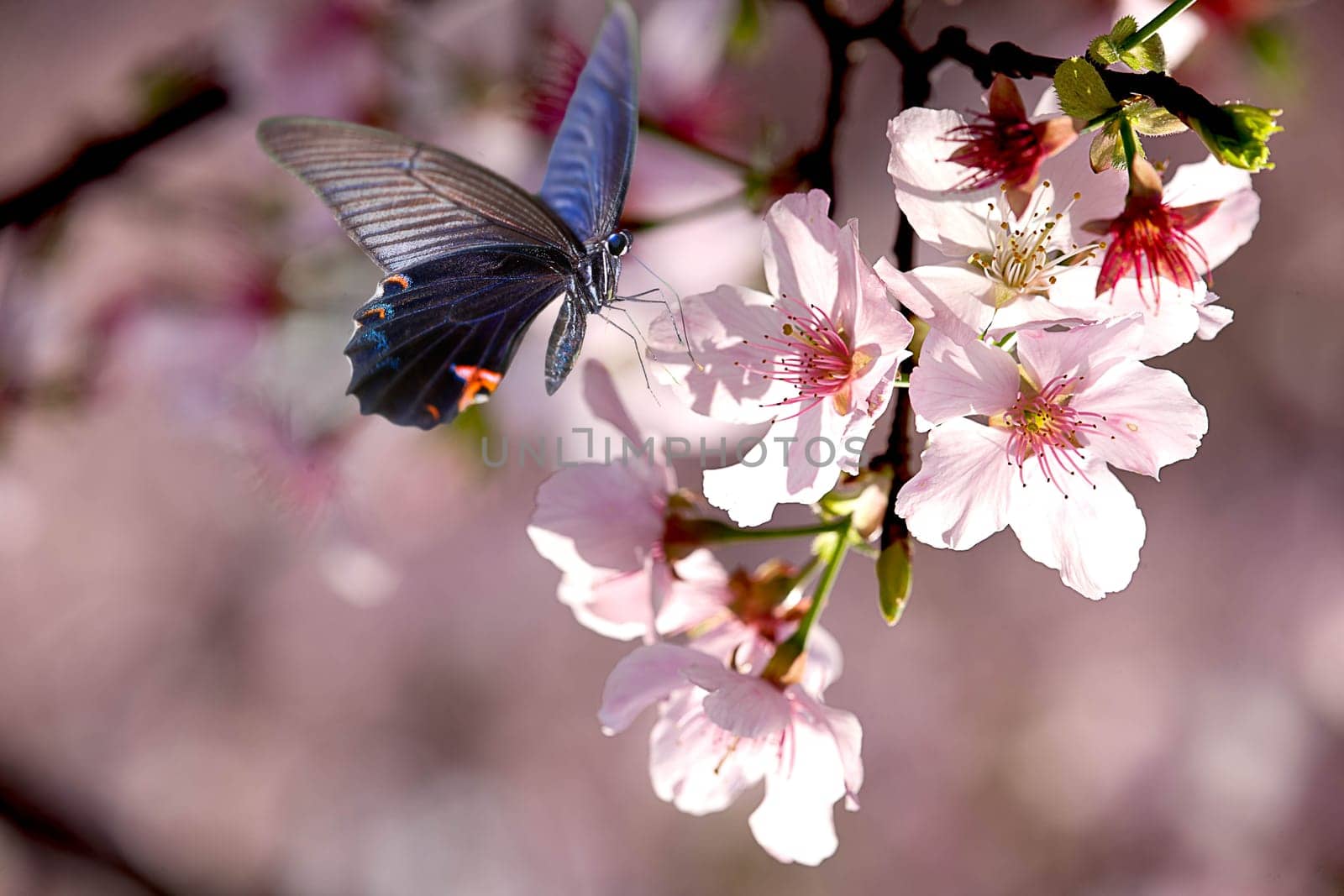 Butterfly on nice flower for adv or other purpose use