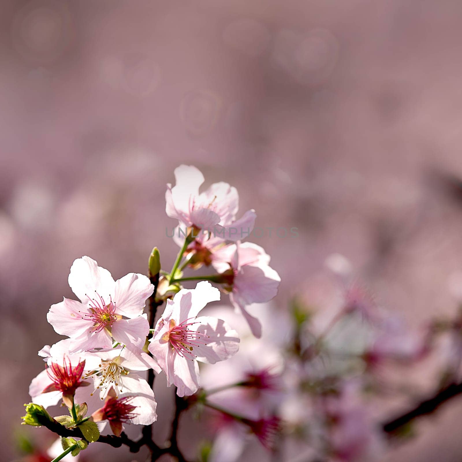 Pink sakura flower for adv or other purpose use