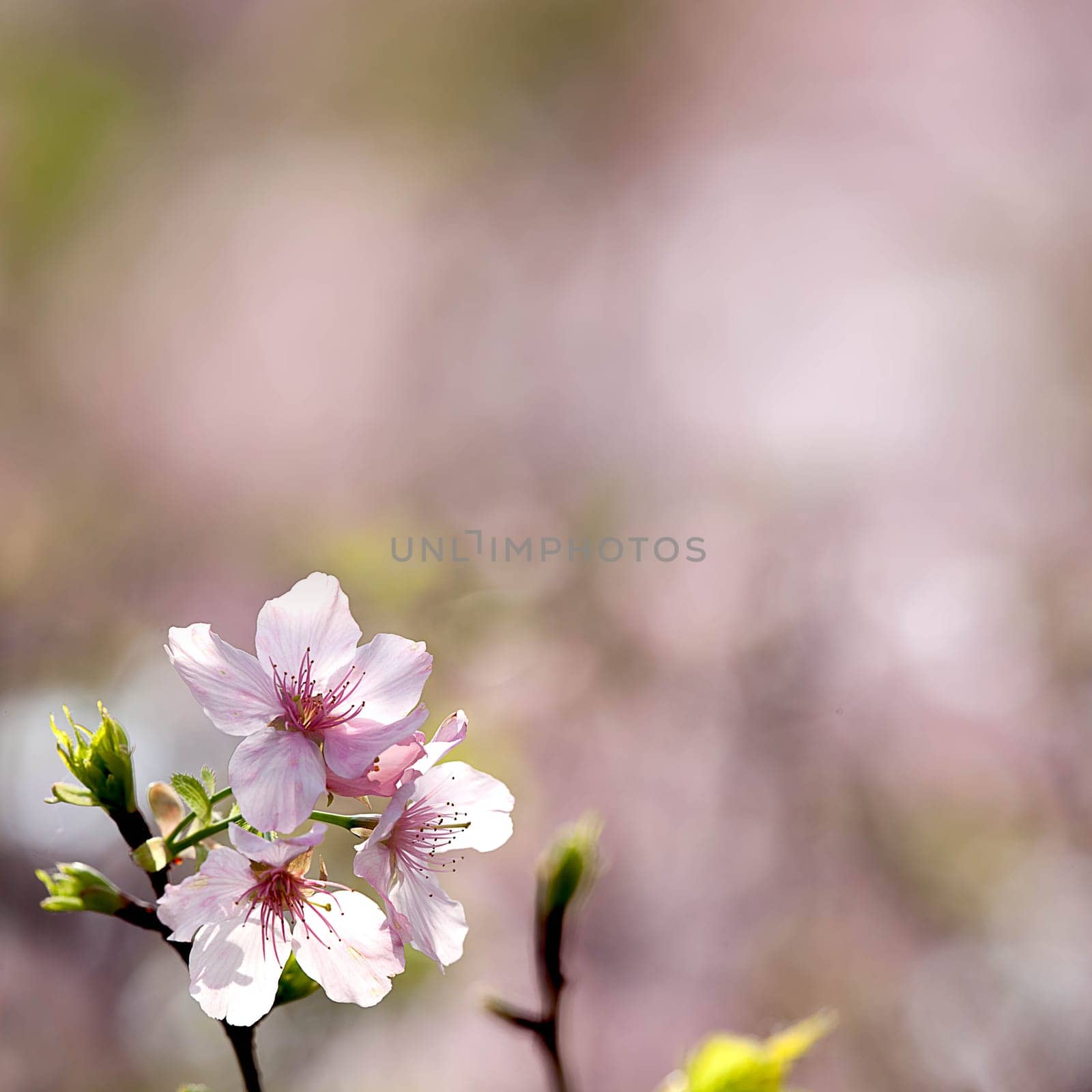 Pink sakura flower for adv or other purpose use