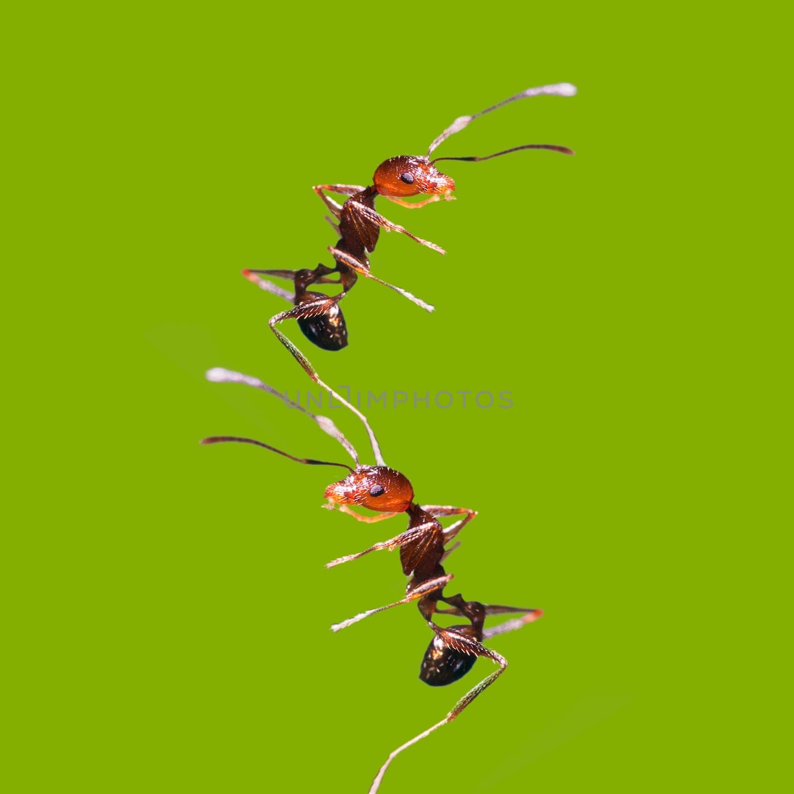 team work for adv or others purpose use