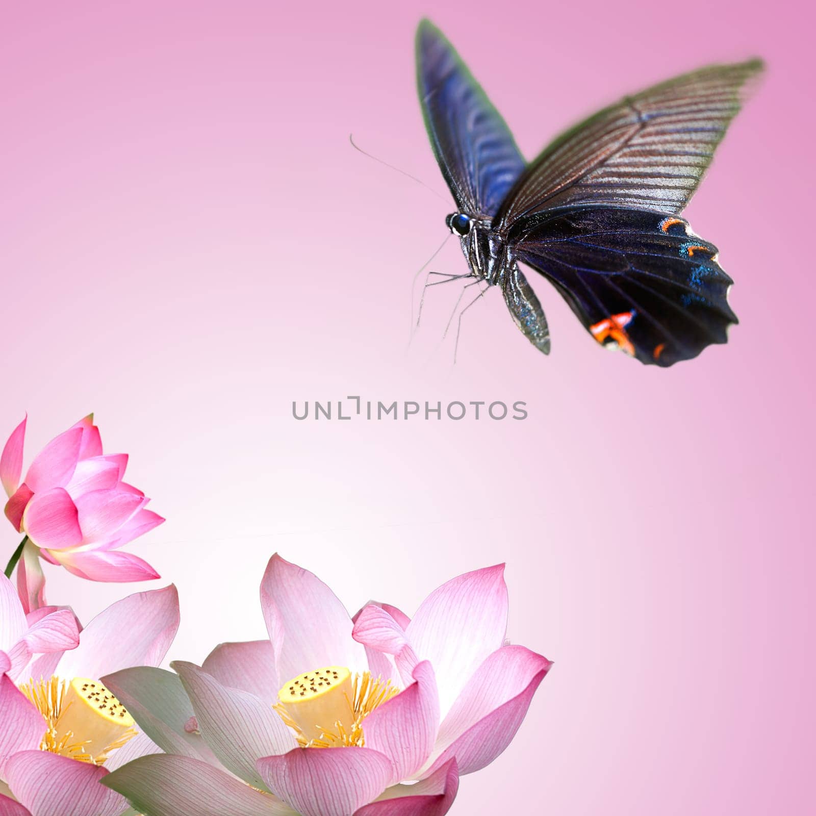 Butterfly on nice flower for adv or other purpose use