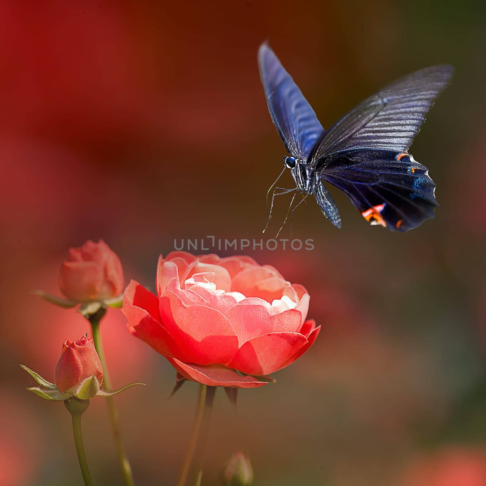 Butterfly on nice flower for adv or other purpose use