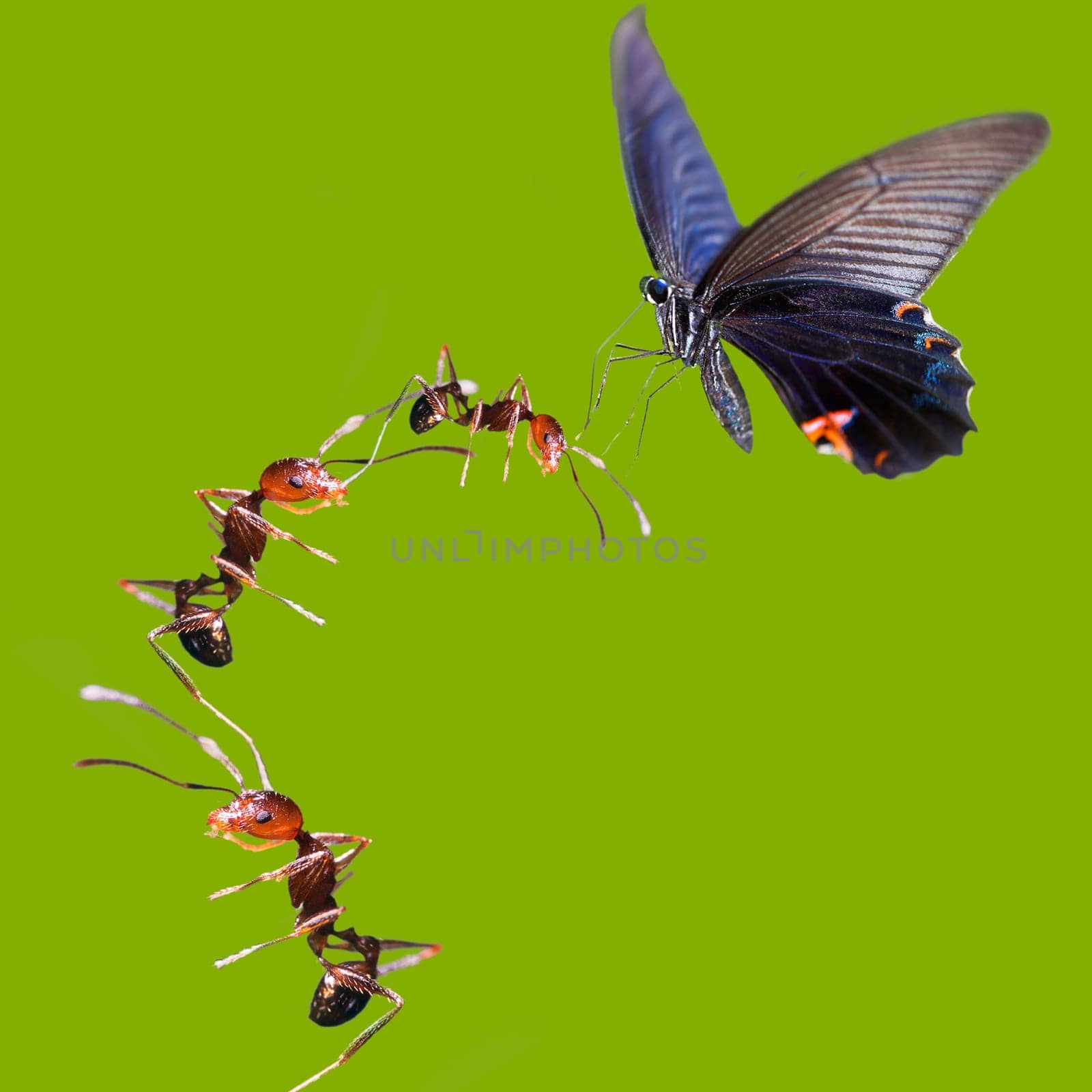 team work for adv or others purpose use