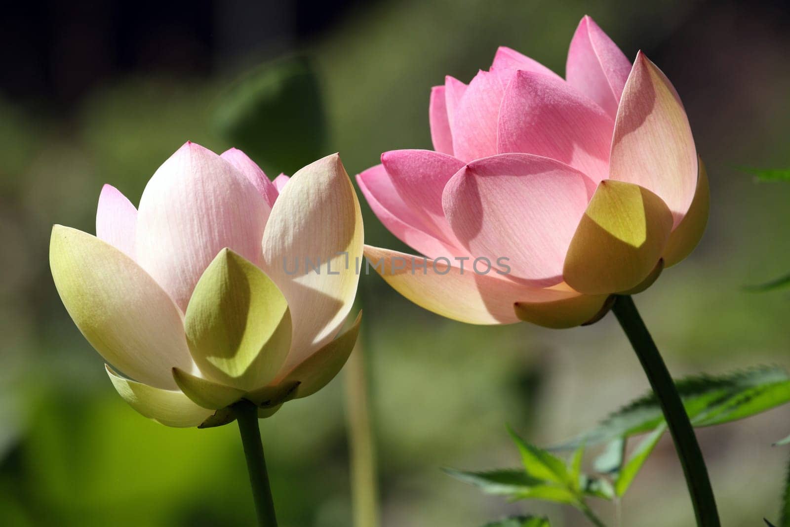 details of flowers: sacred lotus or nelumbo nucifera