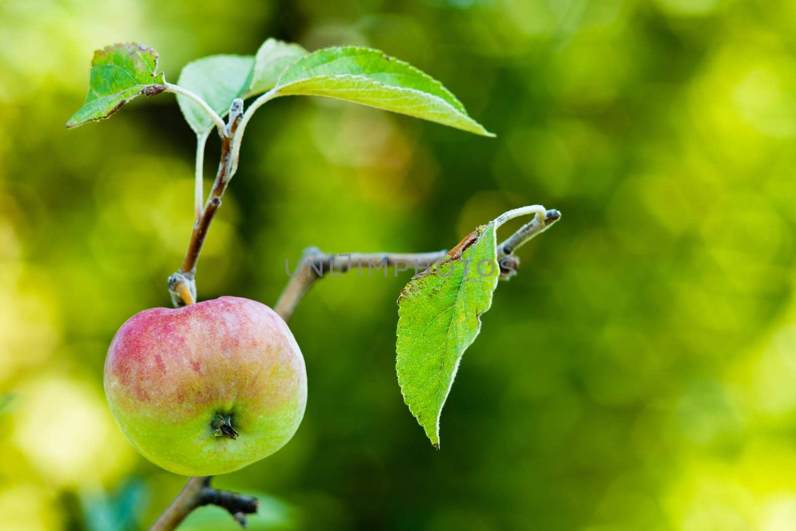 Apple on tree,unripe fruit on a branch against blurred background